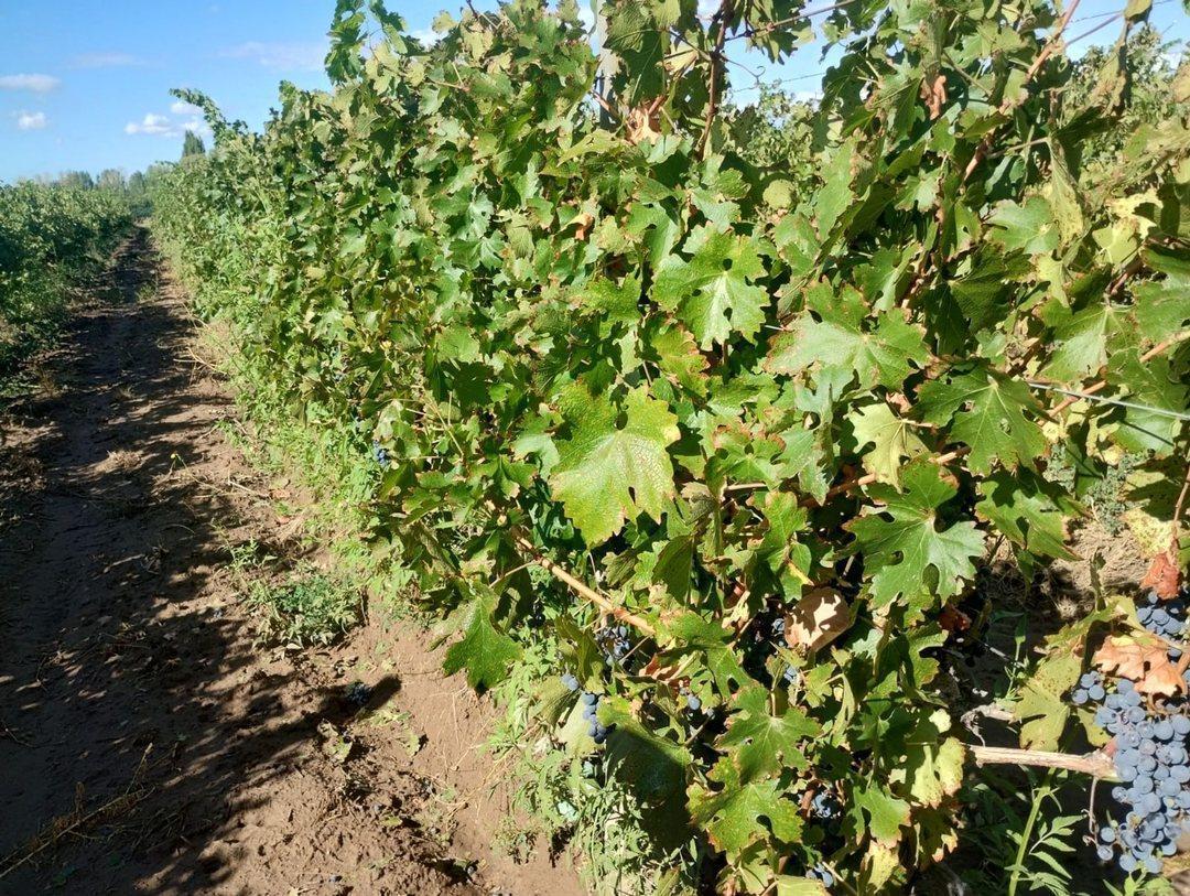 Foto de Finca en venta en Ruta 40, Ugarteche, imagen 3
