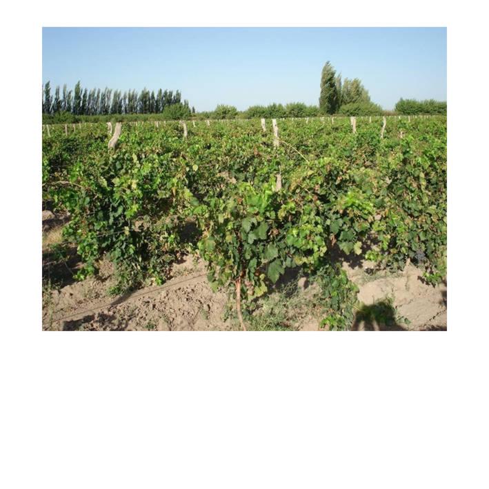 Se Vende Finca de 45 Hectáreas 1