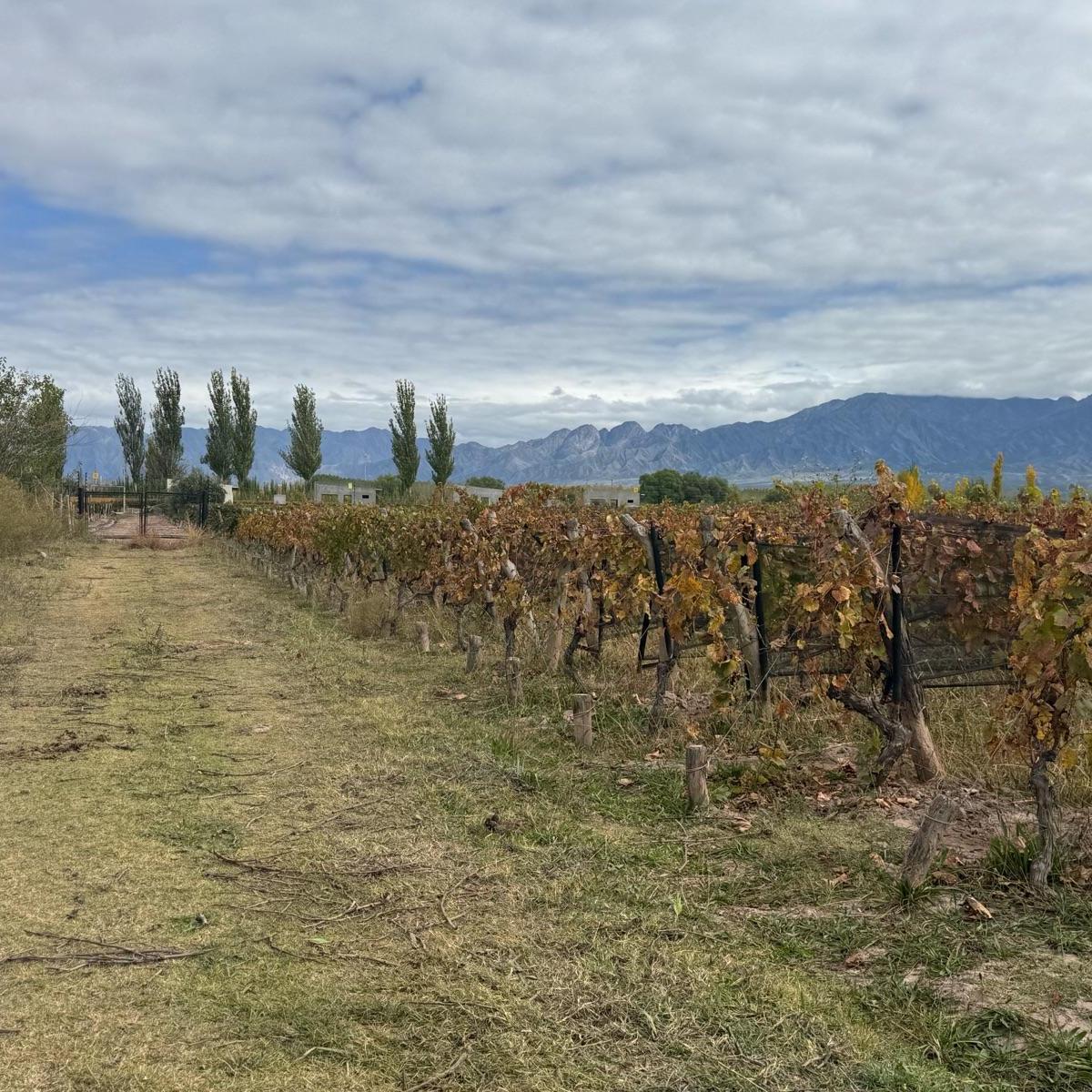 Finca - Perdriel 1
