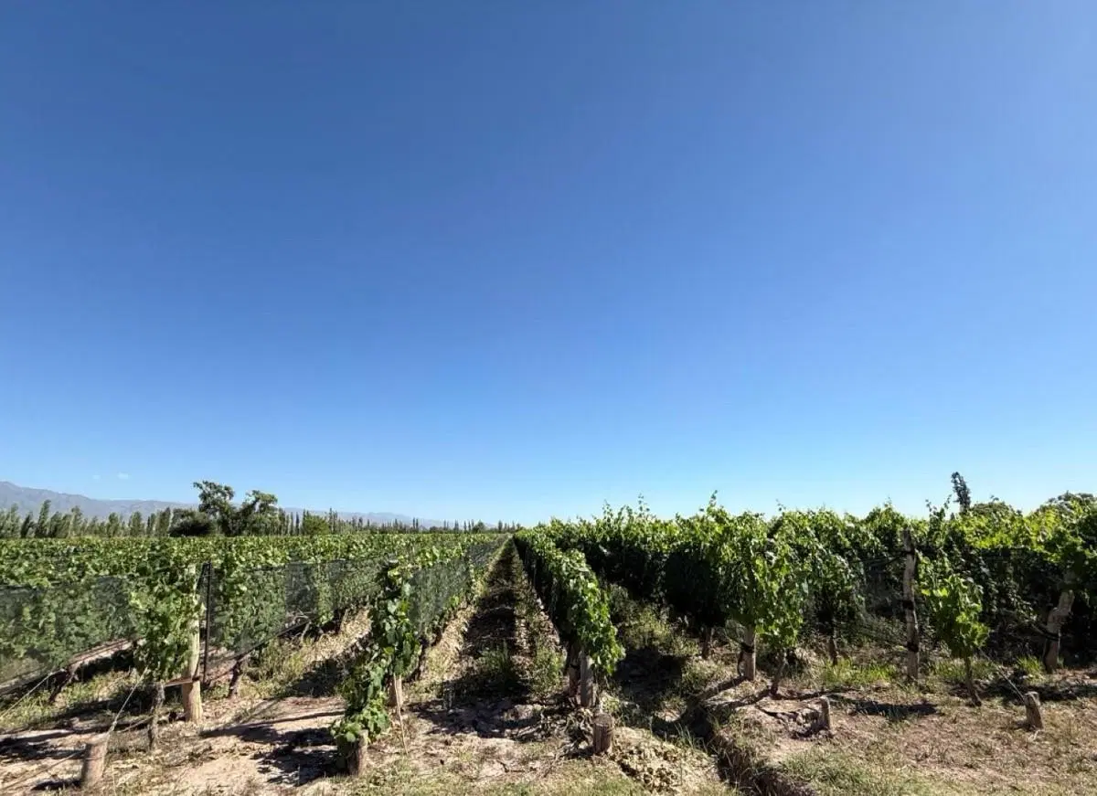 Finca en Perdriel dos fracciones en venta de 1,5 y 3 Ha en forma individual o conjunta 5