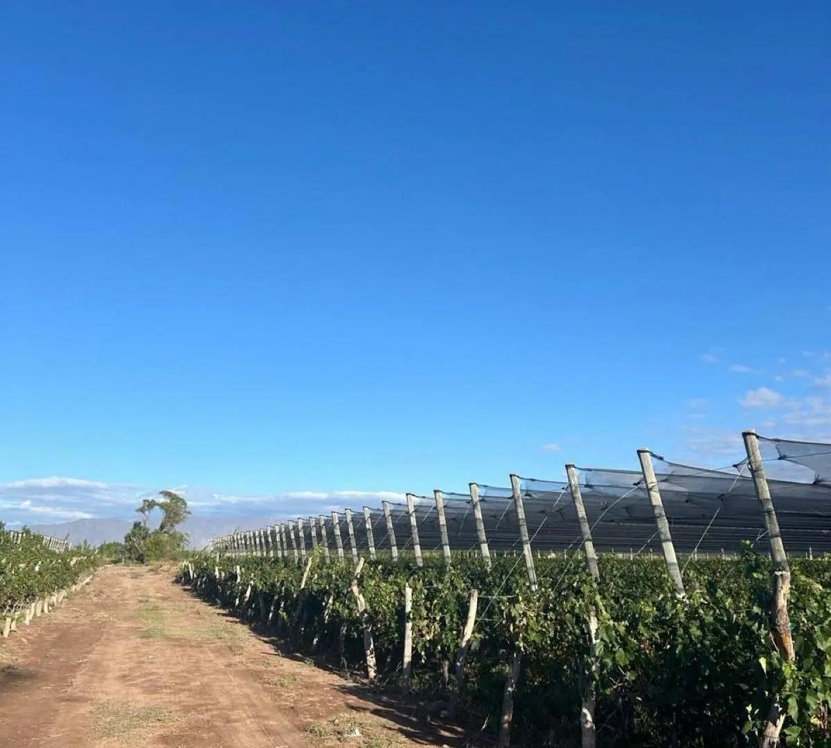 Finca en Perdriel dos fracciones en venta de 1,5 y 3 Ha en forma individual o conjunta 4