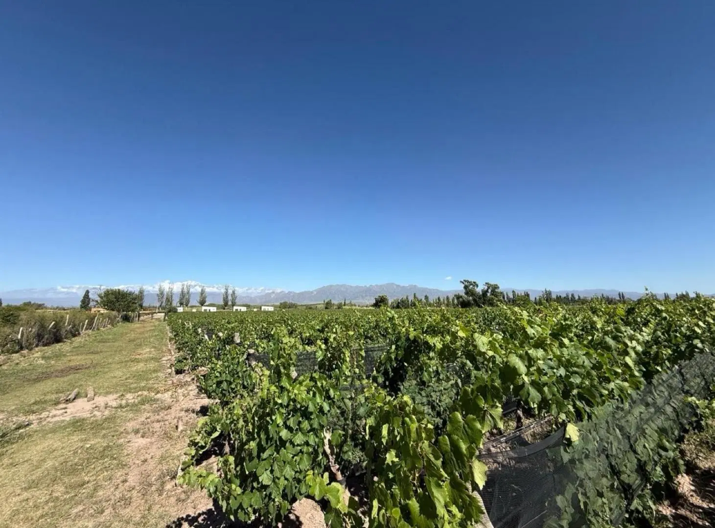 Finca en Perdriel dos fracciones en venta de 1,5 y 3 Ha en forma individual o conjunta 3