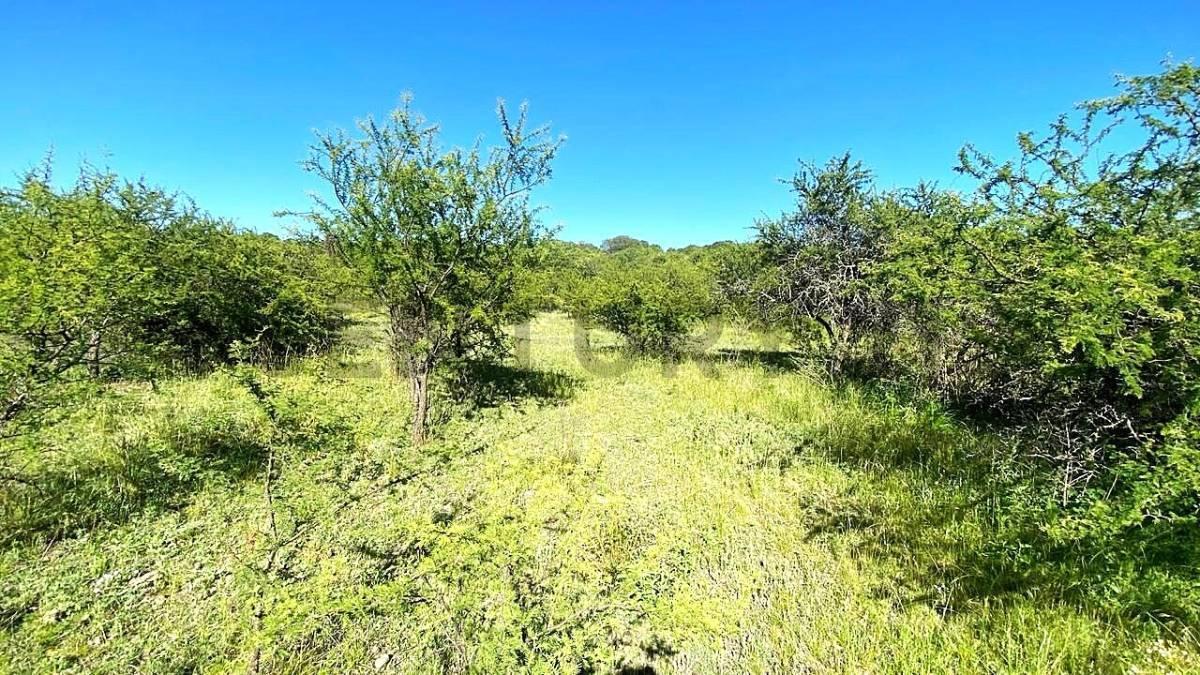 Foto de Campito a la venta en VERTIENTES DE LA GRANJA, imagen 5
