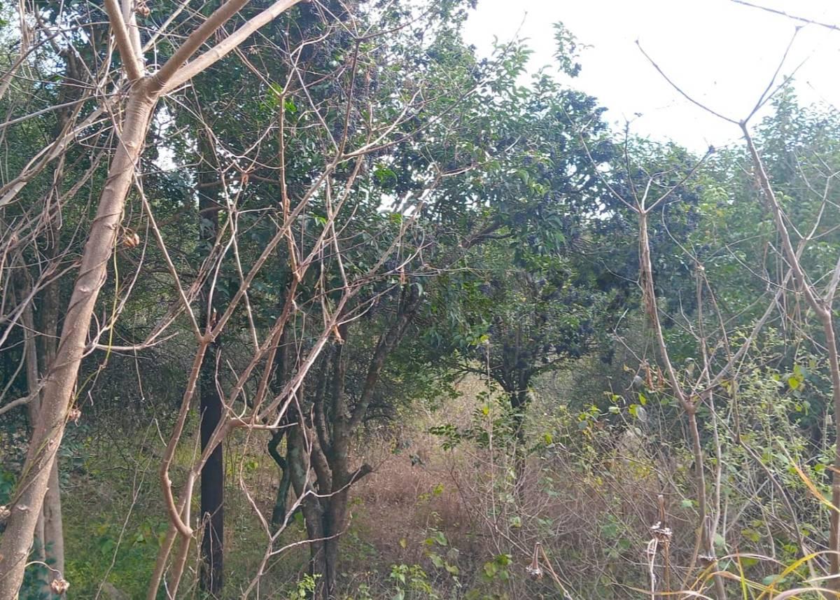 Foto de TERRENO EN VENTA EN LA GRANJA – 1.485m2 – ESCRITURA, imagen 3