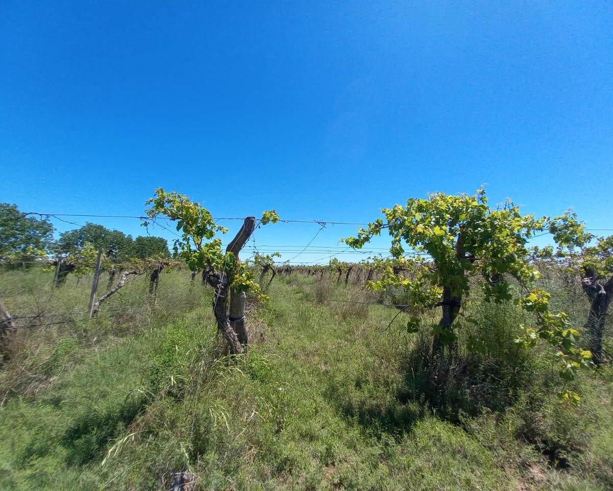 Finca Alto Verde con Pozo 3
