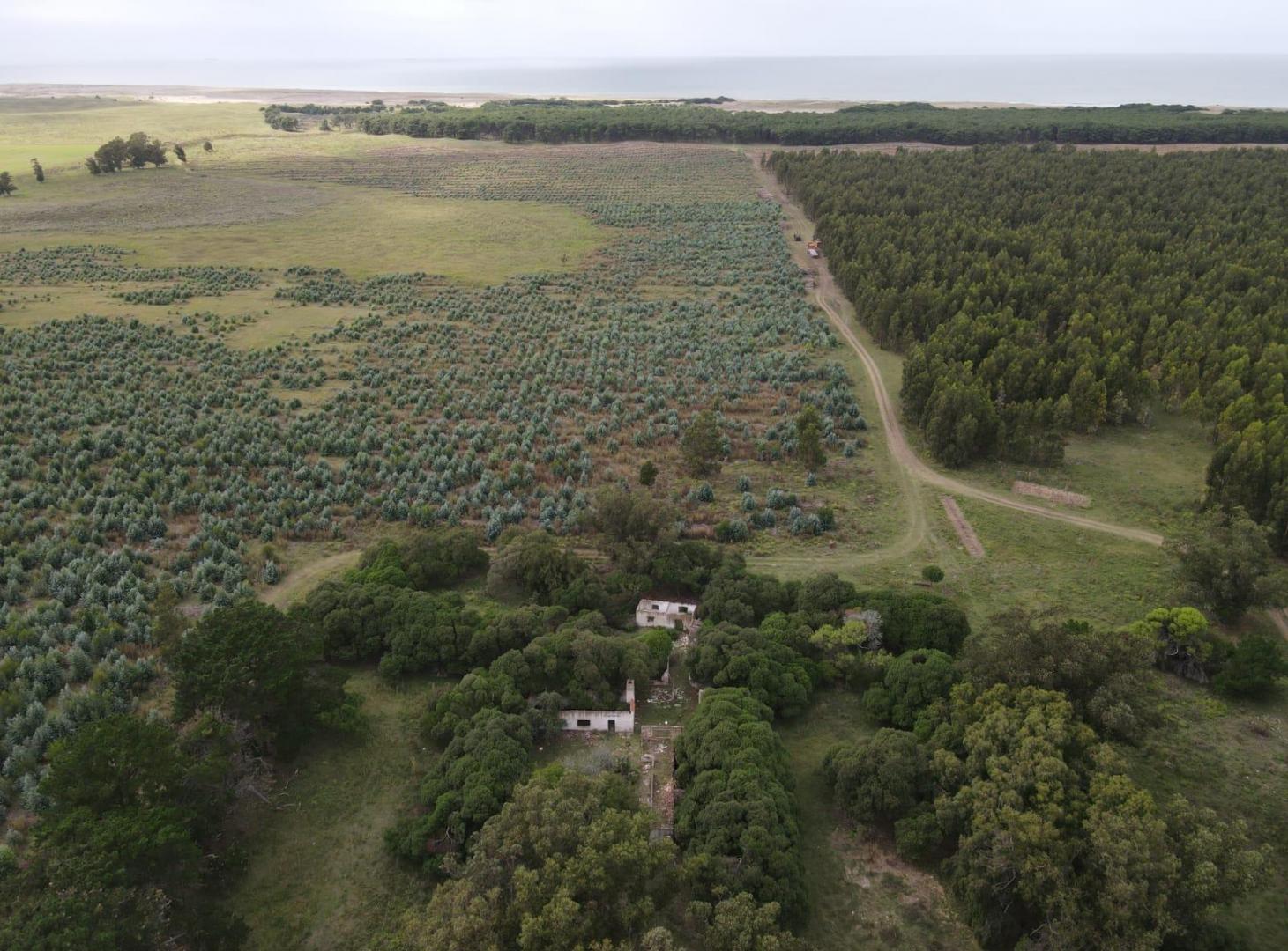 Foto de Campo en venta en Playa Rocosa Necochea, imagen 4