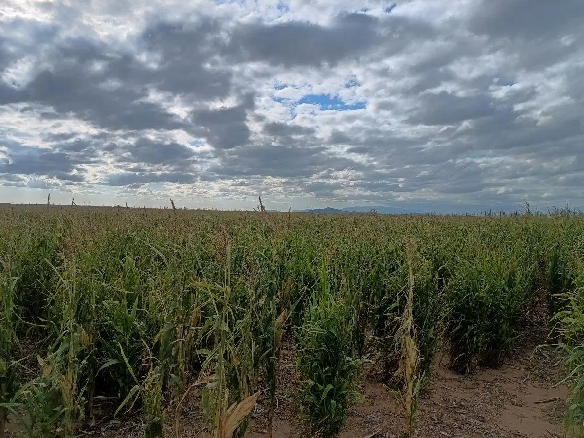 Campo Agrícola en Venta 905has - San Luis 2