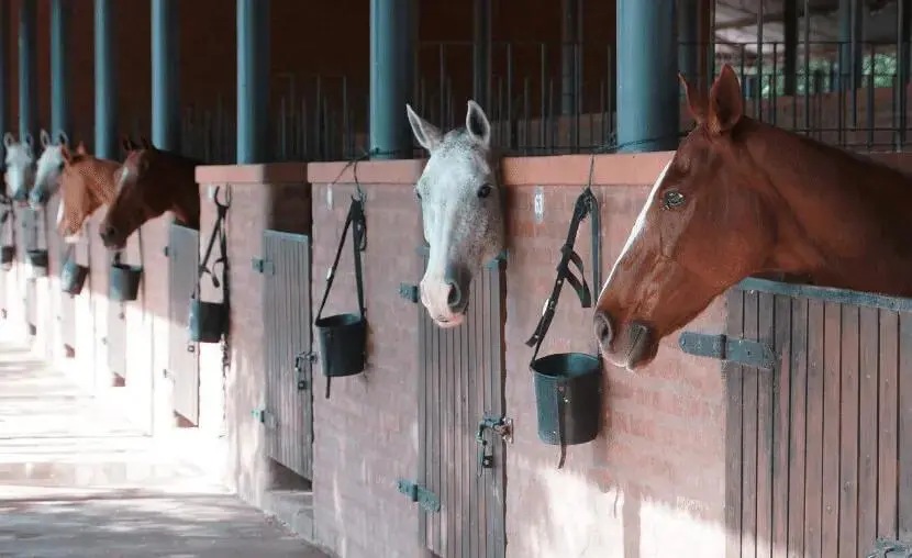 Caballeriza en alquiler por temporada de polo 12 boxes Pilara Pilar 3