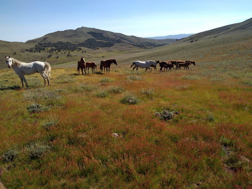 Foto de Estancia patagonica, imagen 2