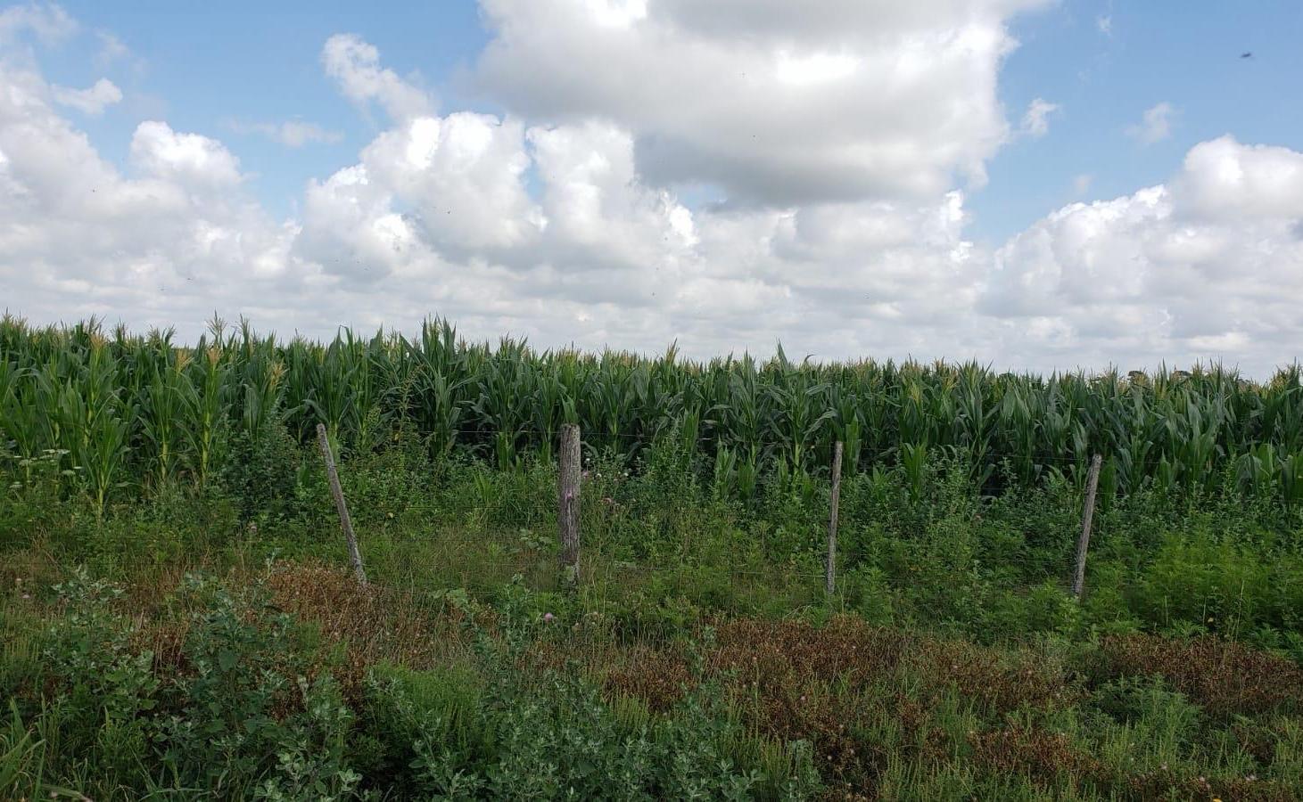 Foto de Campo - General Madariaga, imagen 2