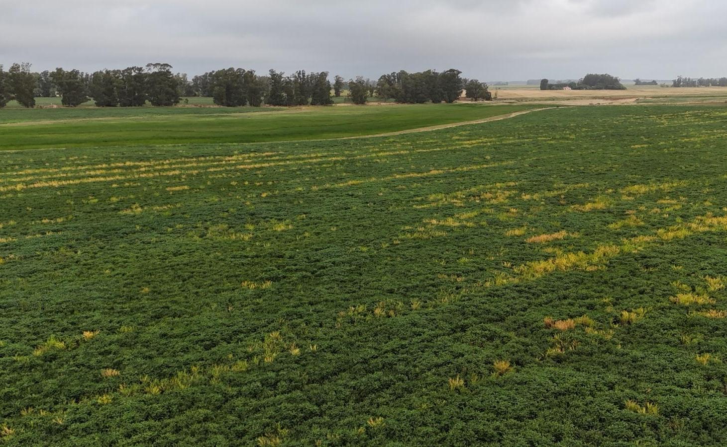 Campo Papero en Venta 82 Has Miramar