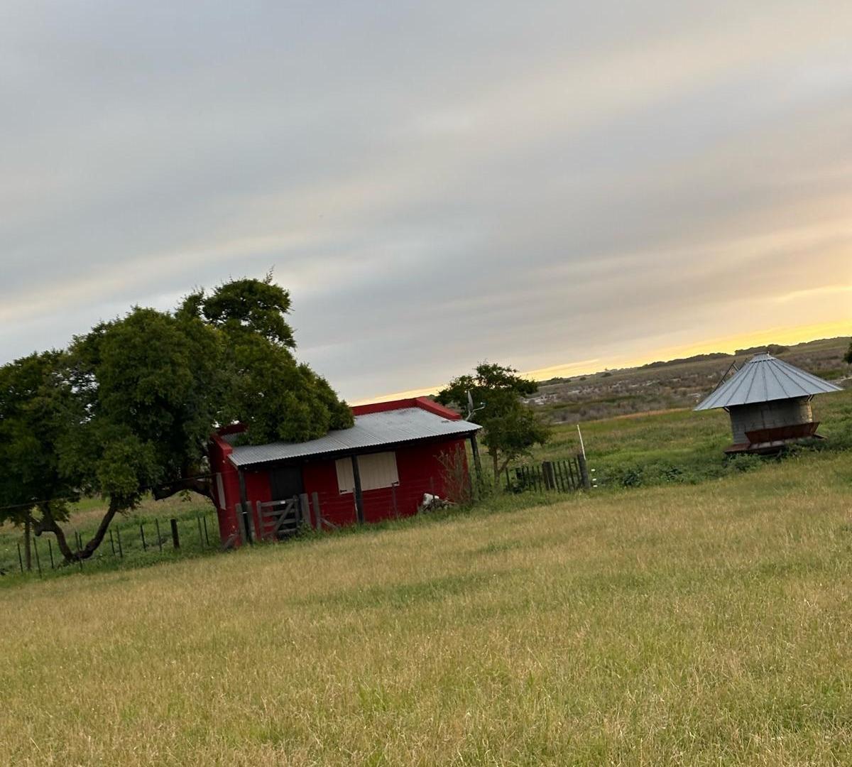 Campo - Tio Domingo