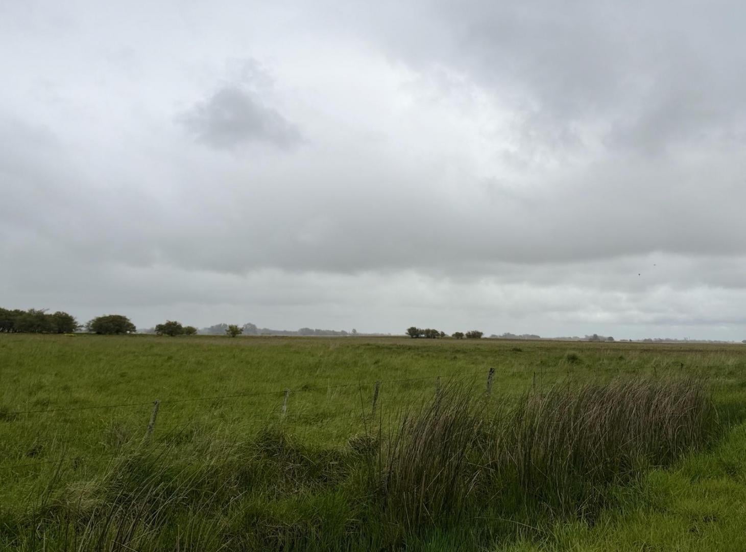Foto de Campo - General Madariaga, imagen 5