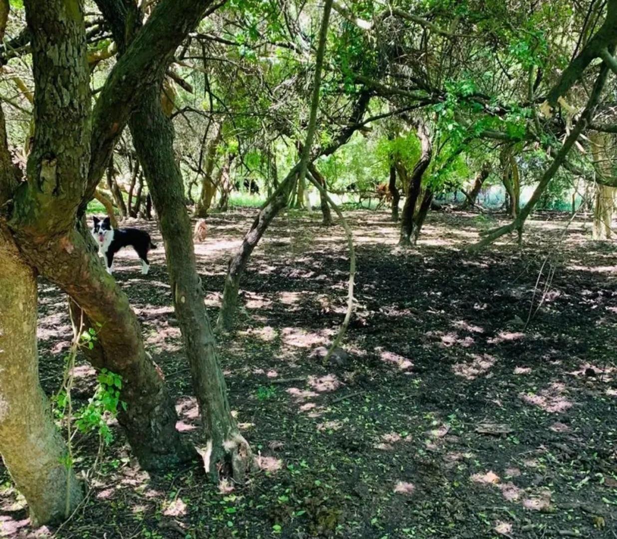 Foto de Campo - General Madariaga, imagen 3