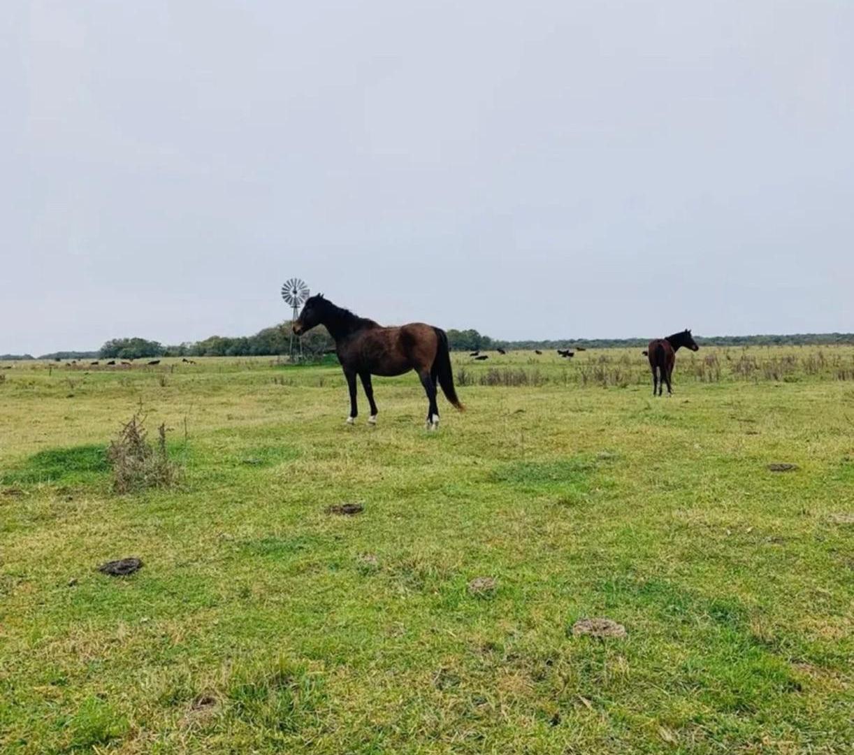 Foto de Campo - General Madariaga, imagen 4