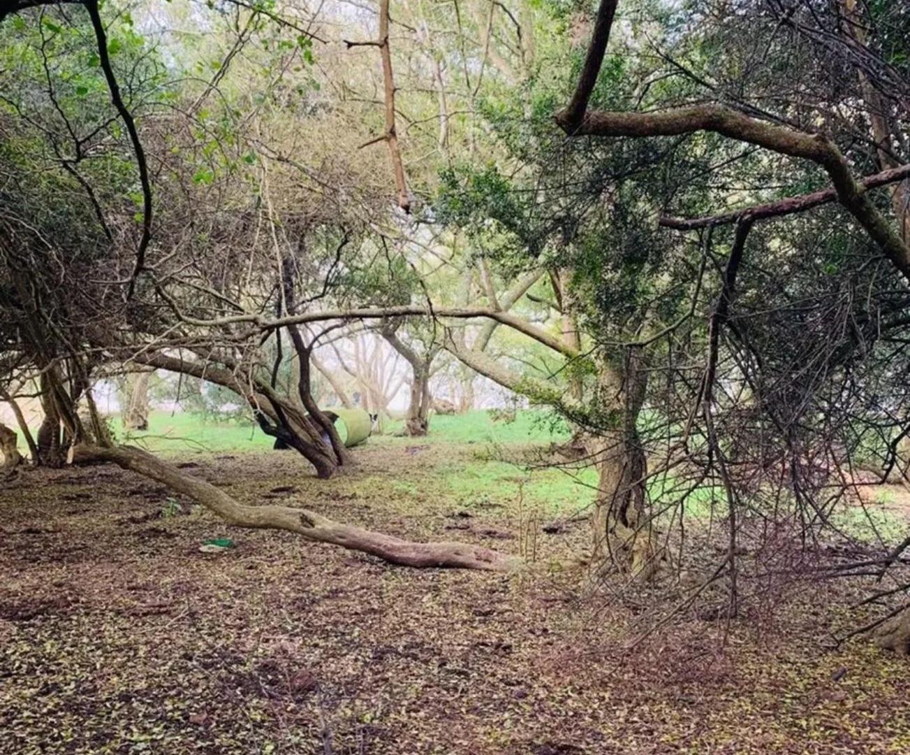 Foto de Campo - General Madariaga, imagen 5