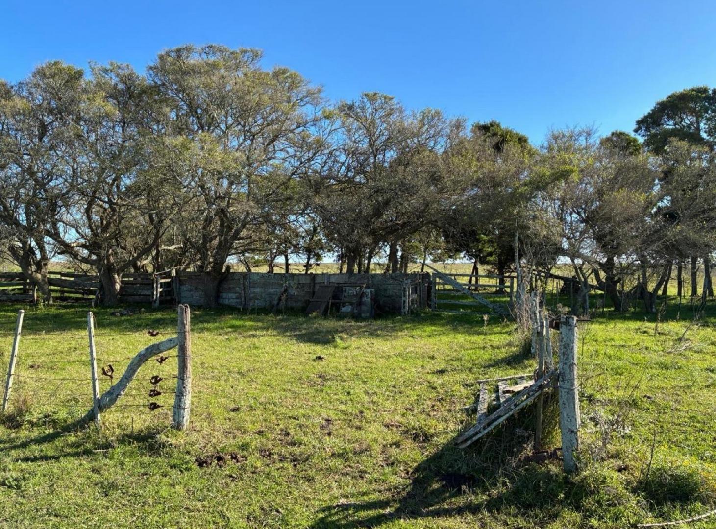 Foto de Campo - General Madariaga, imagen 4