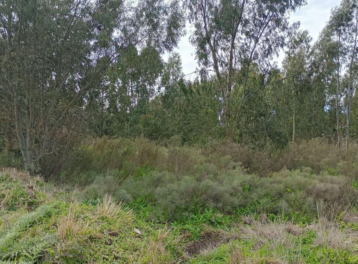 Foto de 4.5 HECTARIAS EN VENTA EN VILLA GARIBALDI, imagen 2