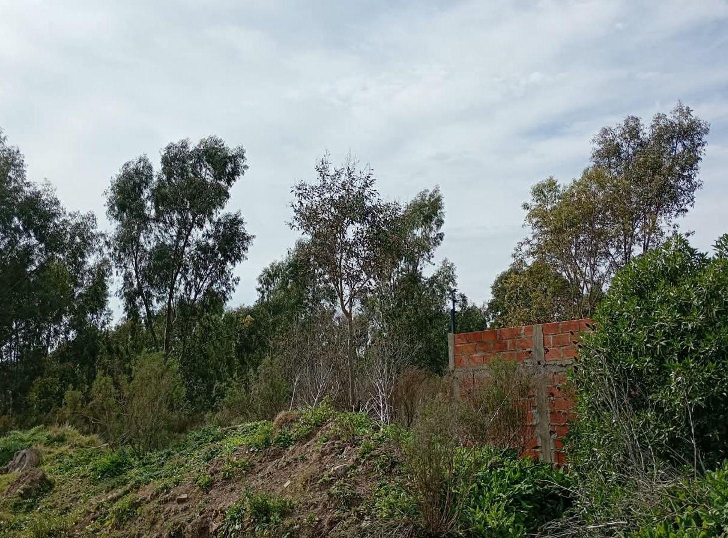 Foto de 4.5 HECTARIAS EN VENTA EN VILLA GARIBALDI, imagen 4