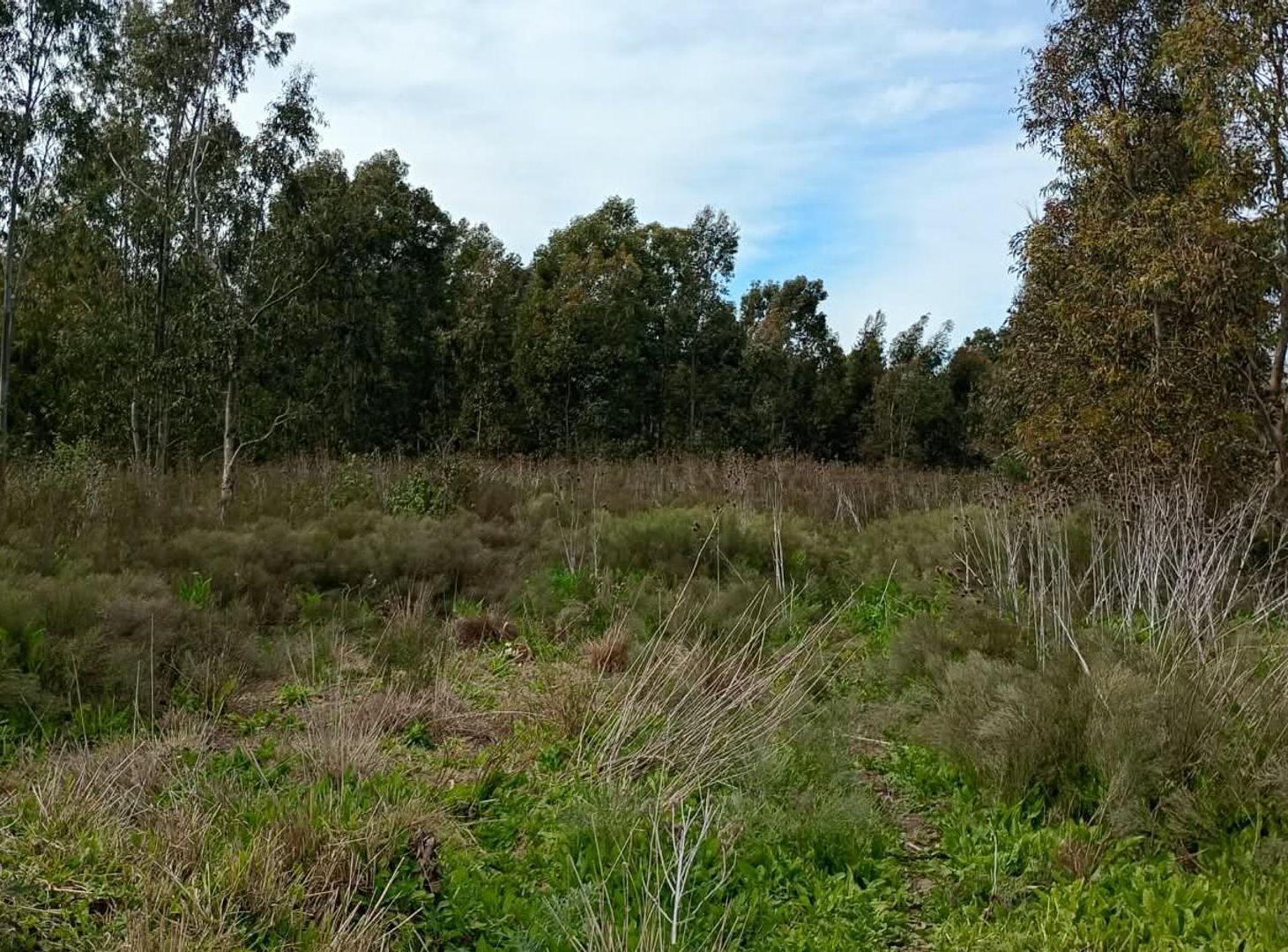 Foto de 4.5 HECTARIAS EN VENTA EN VILLA GARIBALDI, imagen 1
