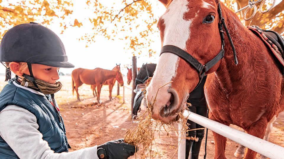 Foto de Lote Haras del Sur I, imagen 4
