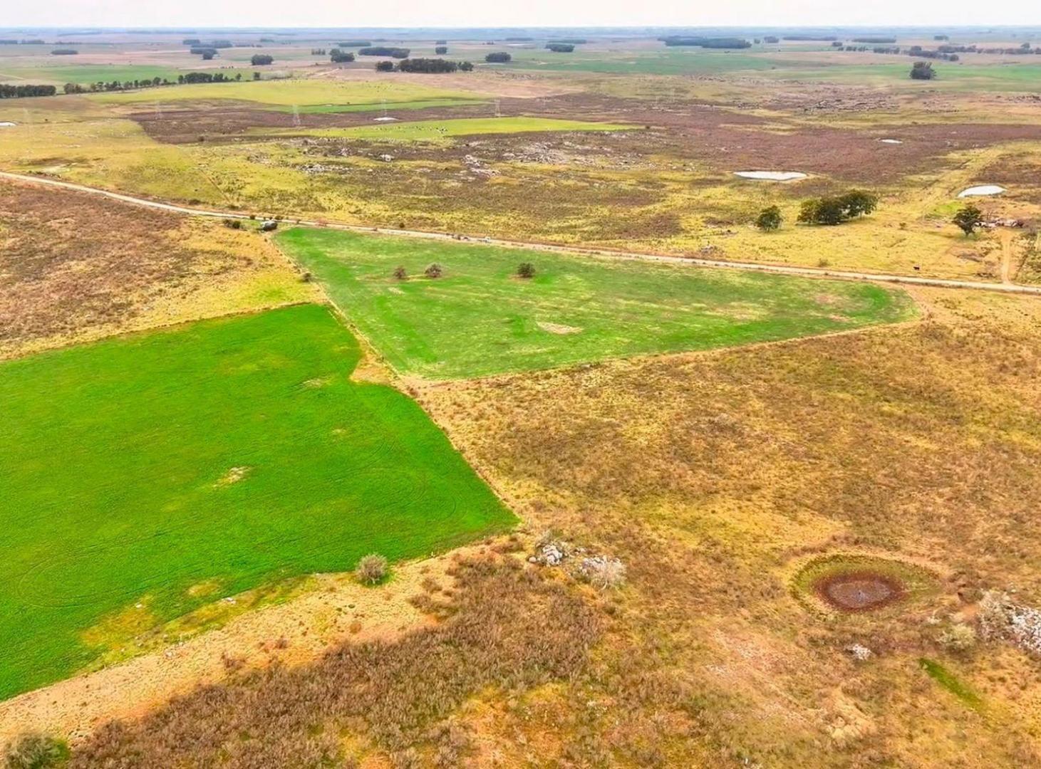 Foto de Venta 37 hectáreas próximo a Ruta 5, imagen 2