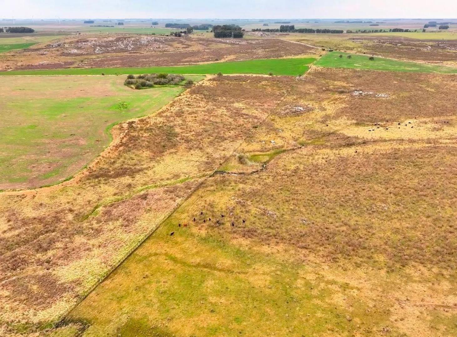 Foto de Venta 37 hectáreas próximo a Ruta 5, imagen 4