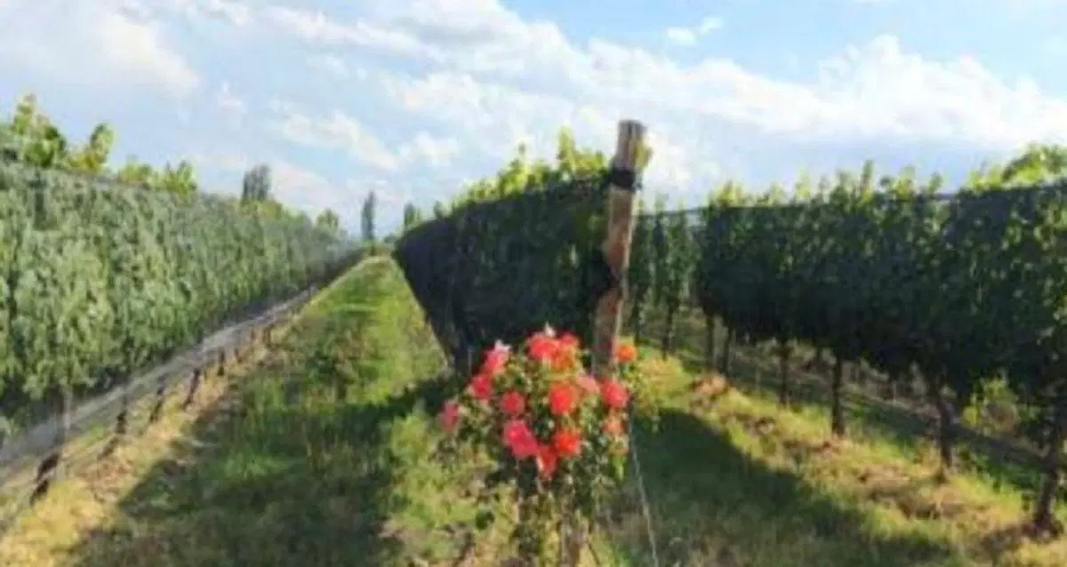 Finca y bodega en Gualtallary 2