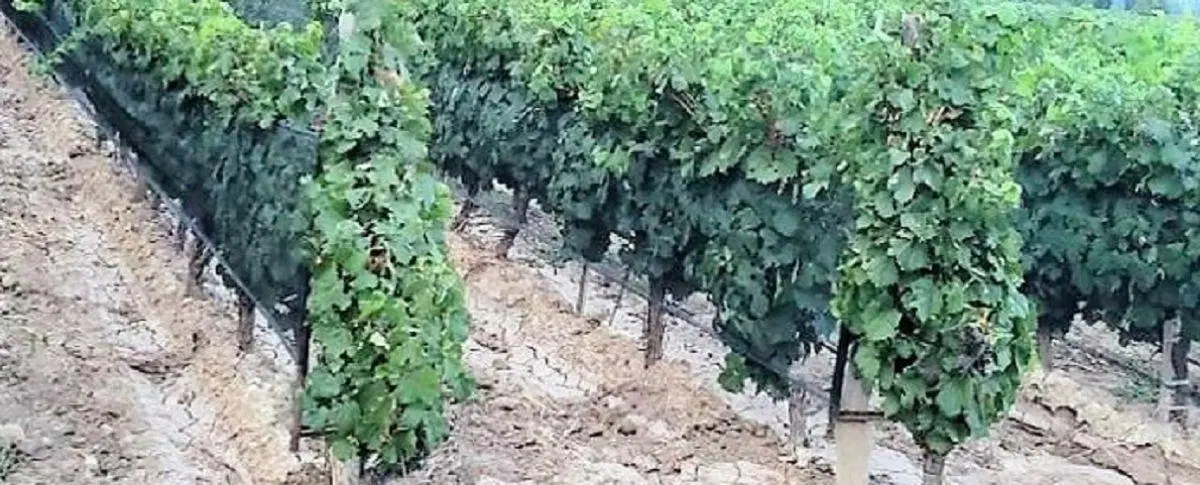 Finca en Agrelo 3