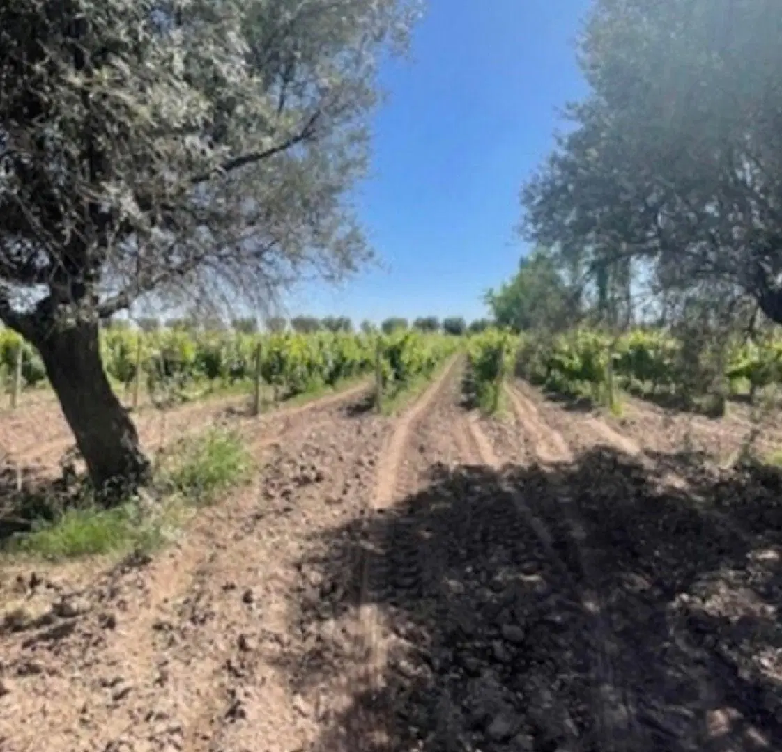 Finca en Maipú 4