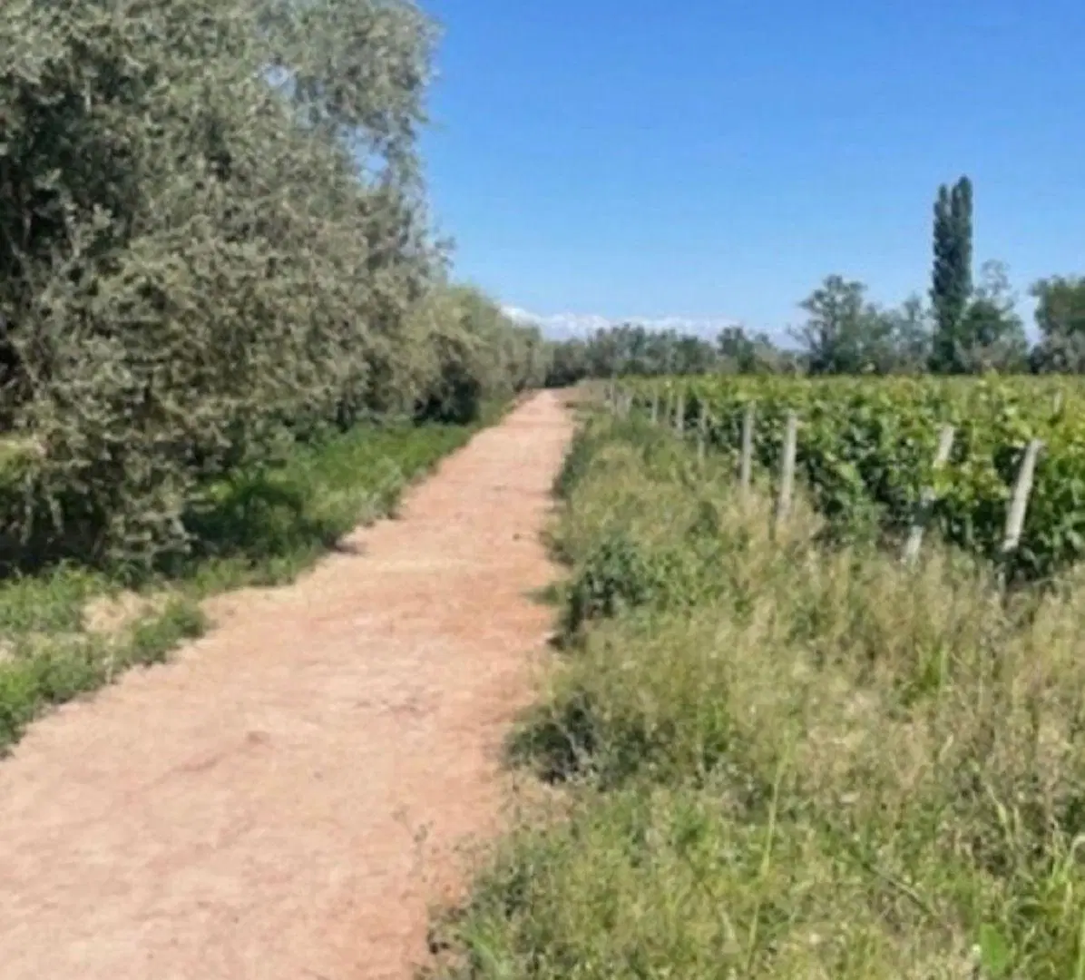 Finca en Maipú 3