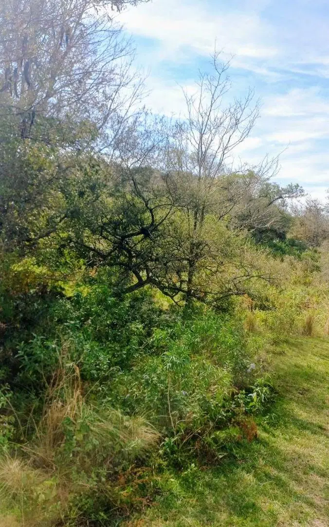 Alquilo Campo para Pastaje de Bovinos en Villa Ciudad de América - José de la Quintana 4