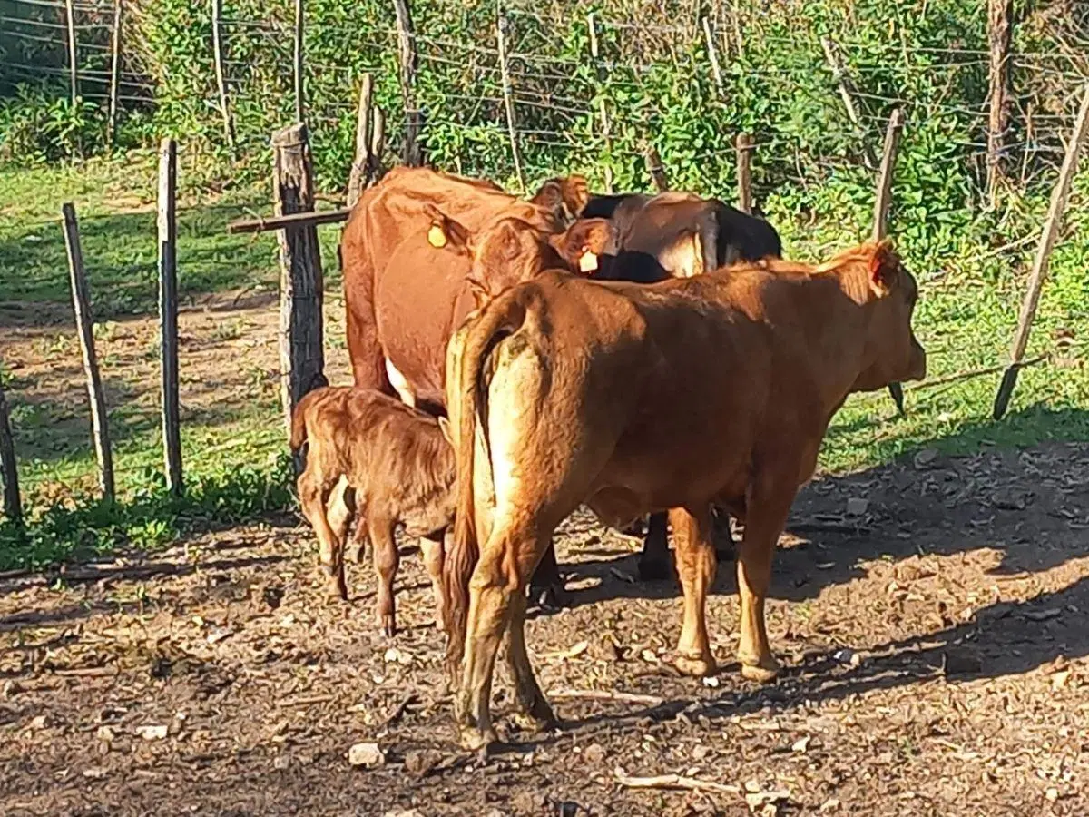 Alquilo Campo para Pastaje de Bovinos en Villa Ciudad de América - José de la Quintana 2