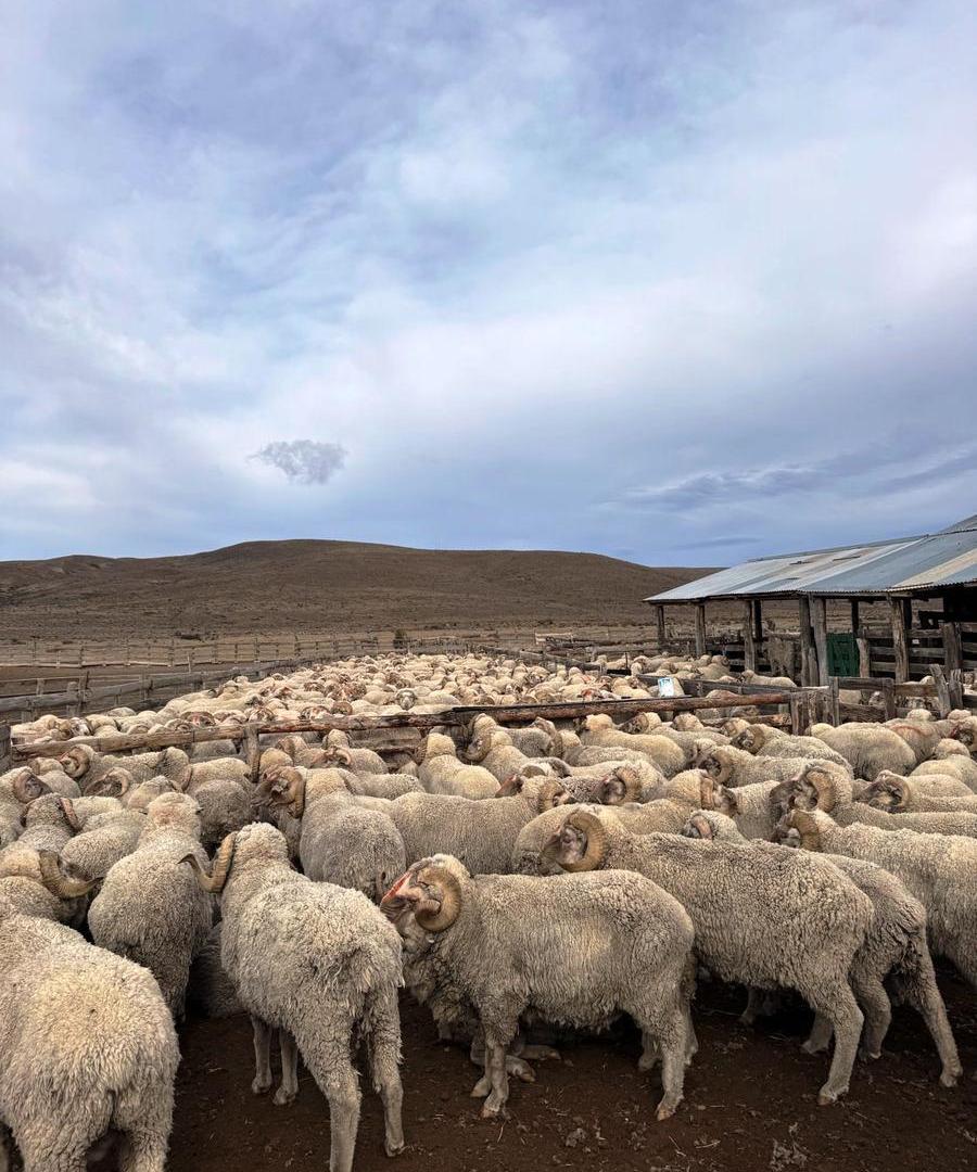 Foto de Campo de ovinos en Provincia del Chubut, imagen 4