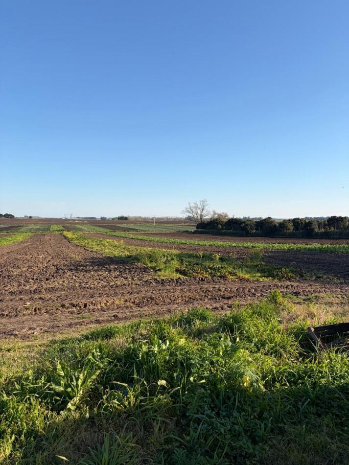 Foto de ¡OPORTUNIDAD DE INVERSION! Excelente Campo de 8 Hectareas en Batan, con, imagen 4