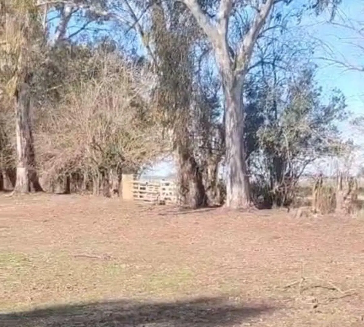 CHACRA 17 HS CON CASA EN SALADILLO 3
