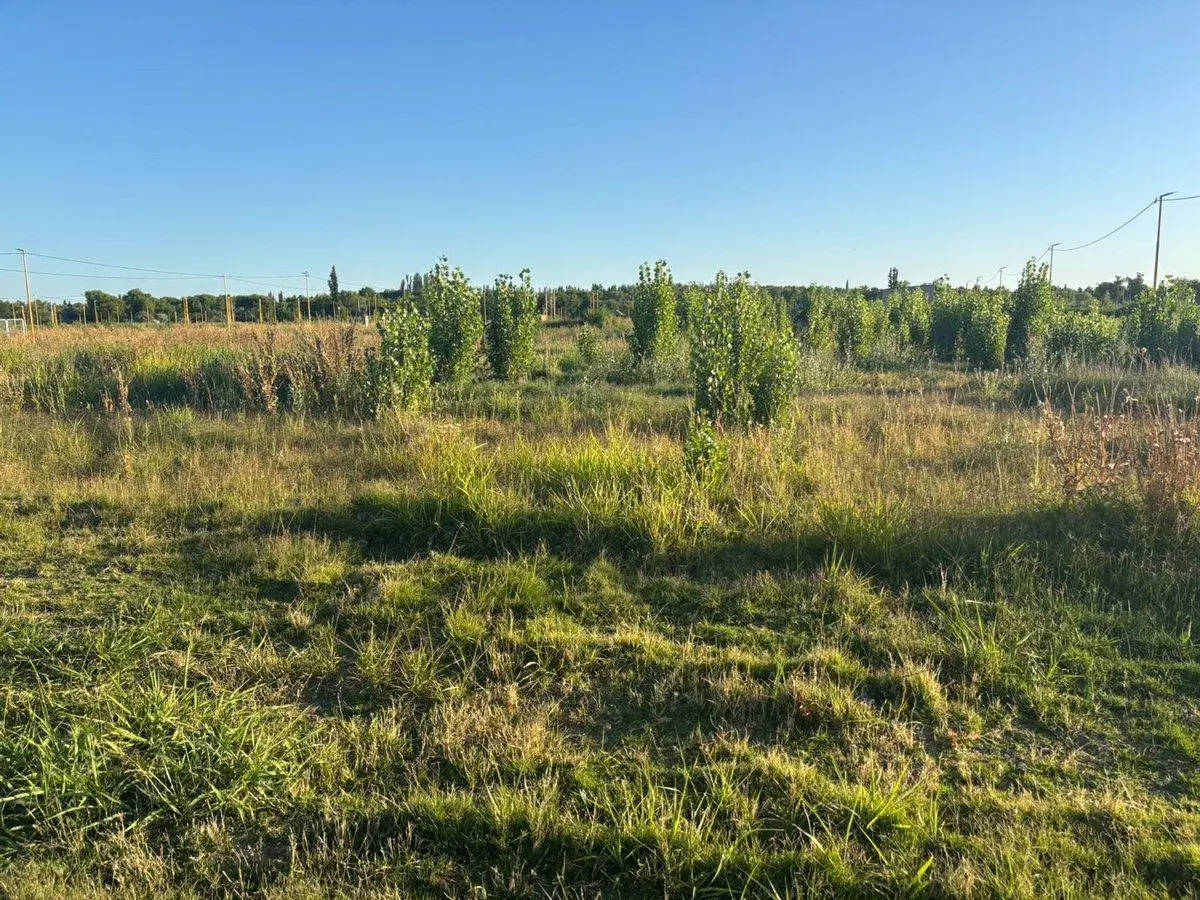 LOTE EN LA RUFINA II CERVANTES 5