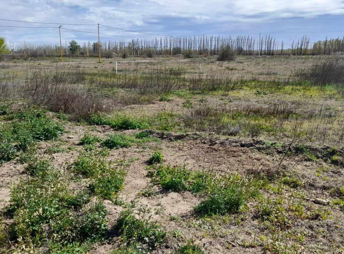 Foto de TERRENO EN VENTA - LOTEO LA RUFINA II - CERVANTES, imagen 4