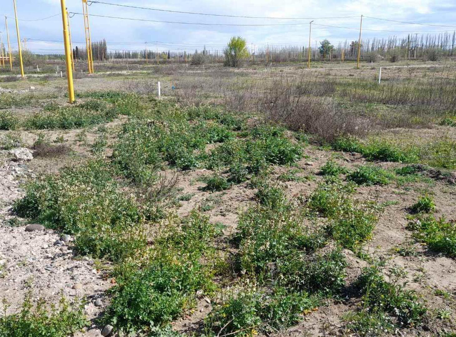 Foto de TERRENO EN VENTA - LOTEO LA RUFINA II - CERVANTES, imagen 1