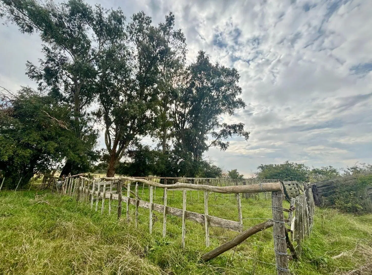35 Has Agrícolas – Ganaderas en Magdalena 5