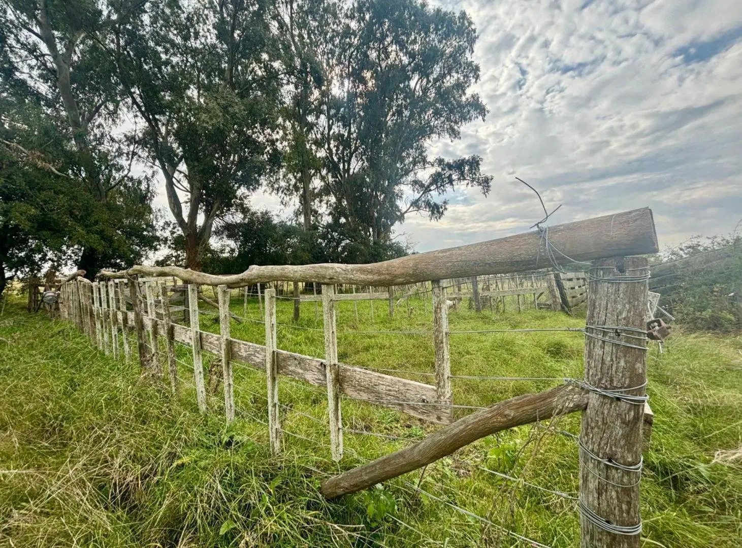 35 Has Agrícolas – Ganaderas en Magdalena 5