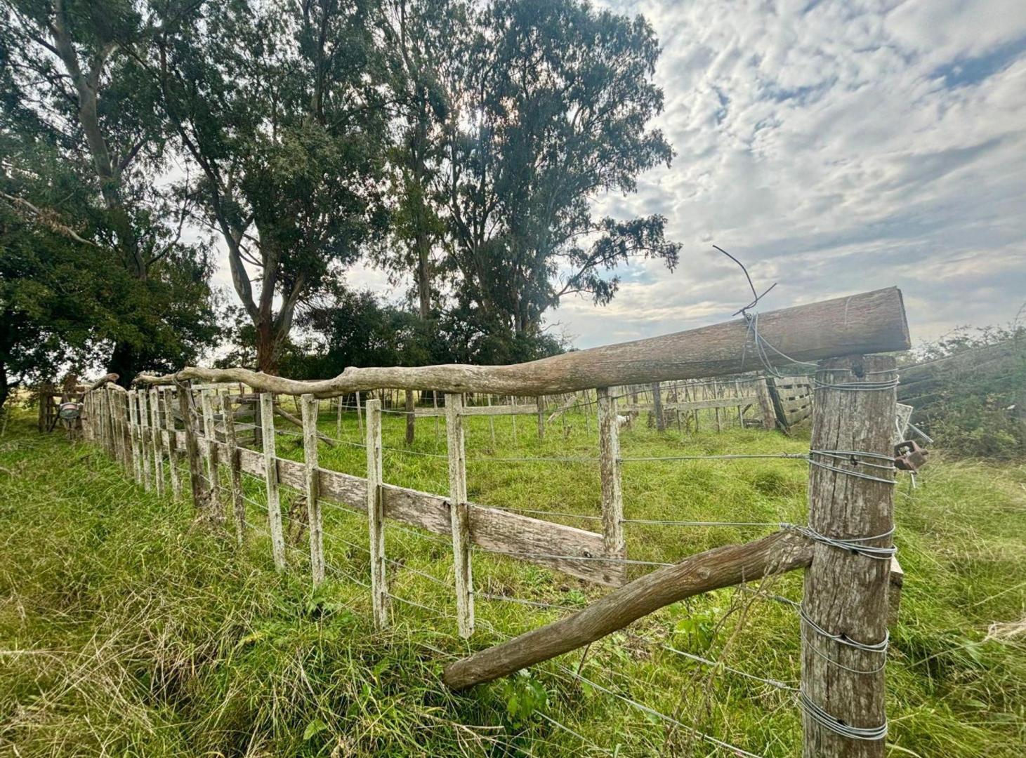 Foto de 35 Has Agrícolas – Ganaderas en Magdalena BS AS, imagen 2