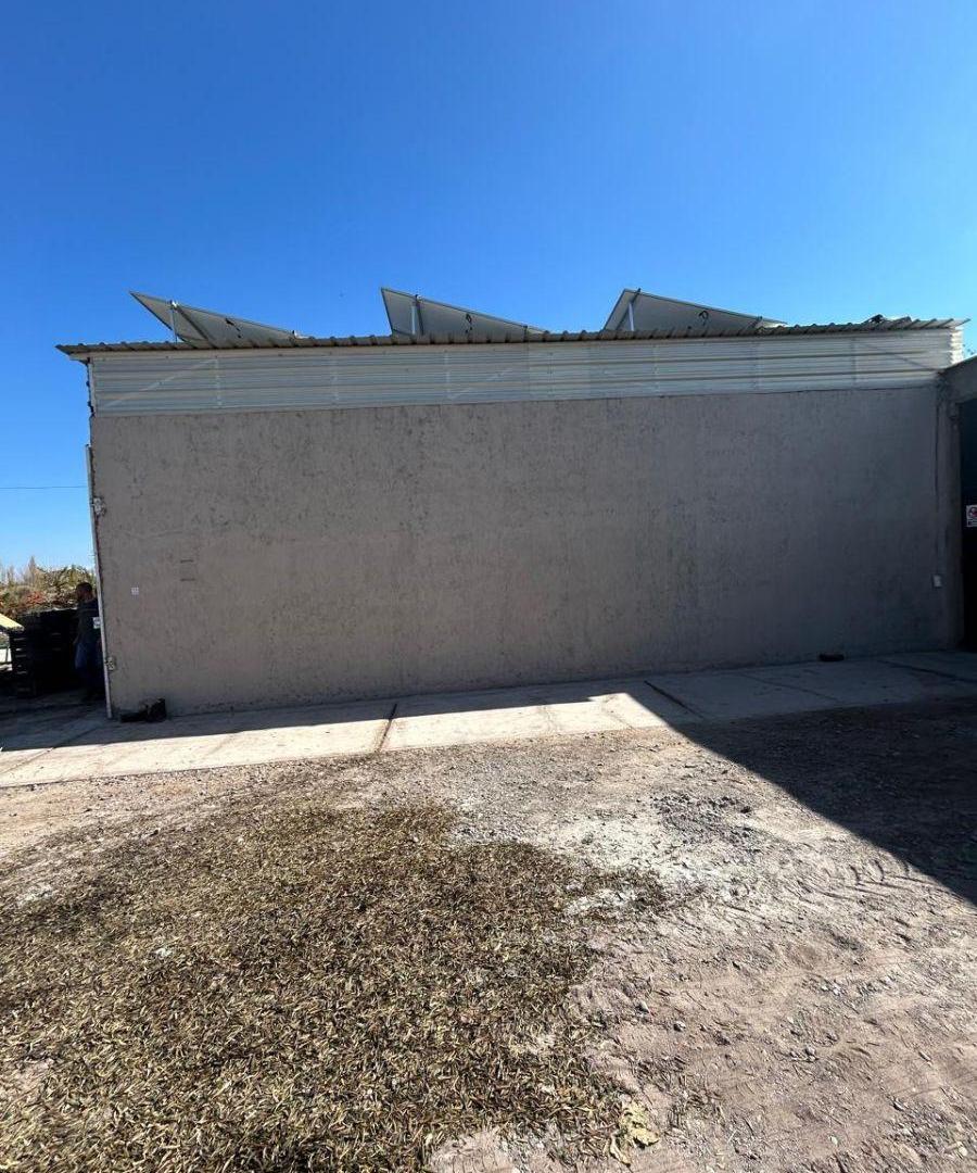 Foto de VENTA DE EMPRESA OLIVÍCOLA INTEGRADA – LAVALLE, MENDOZA, imagen 3
