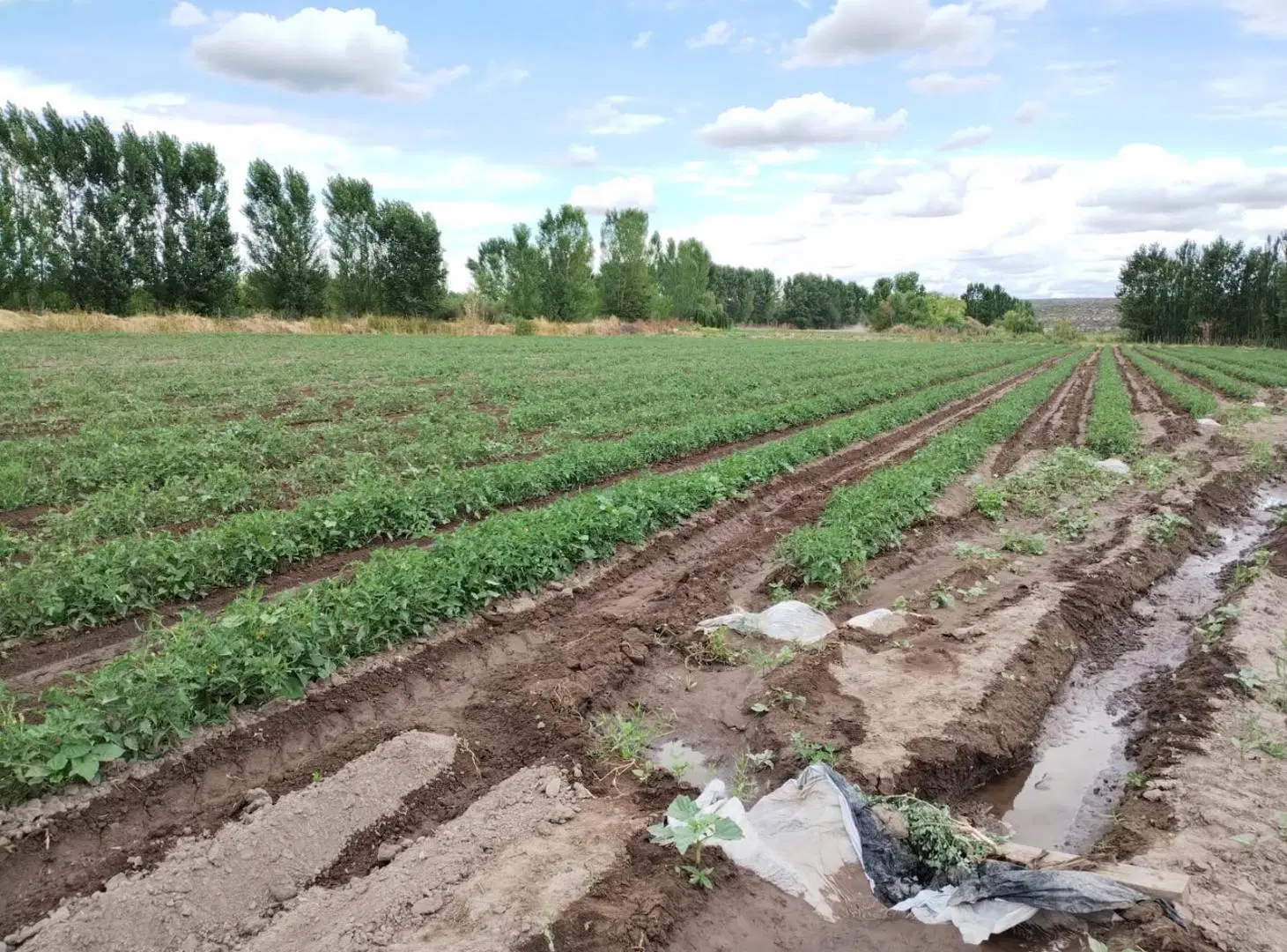Finca de 4 Hectareas en Venta Tunuyán 2