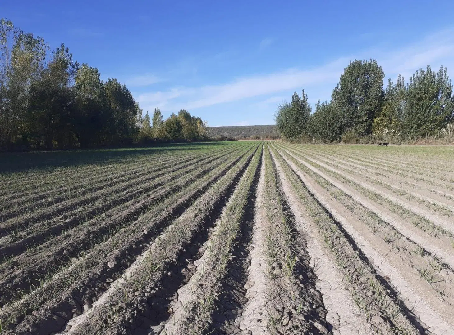 Finca de 4 Hectareas en Venta Tunuyán 4