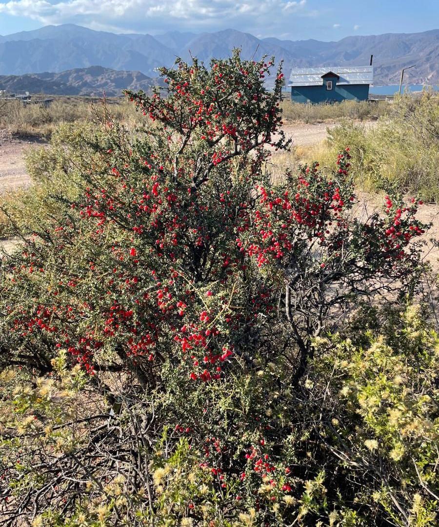 Terreno en Potrerillos