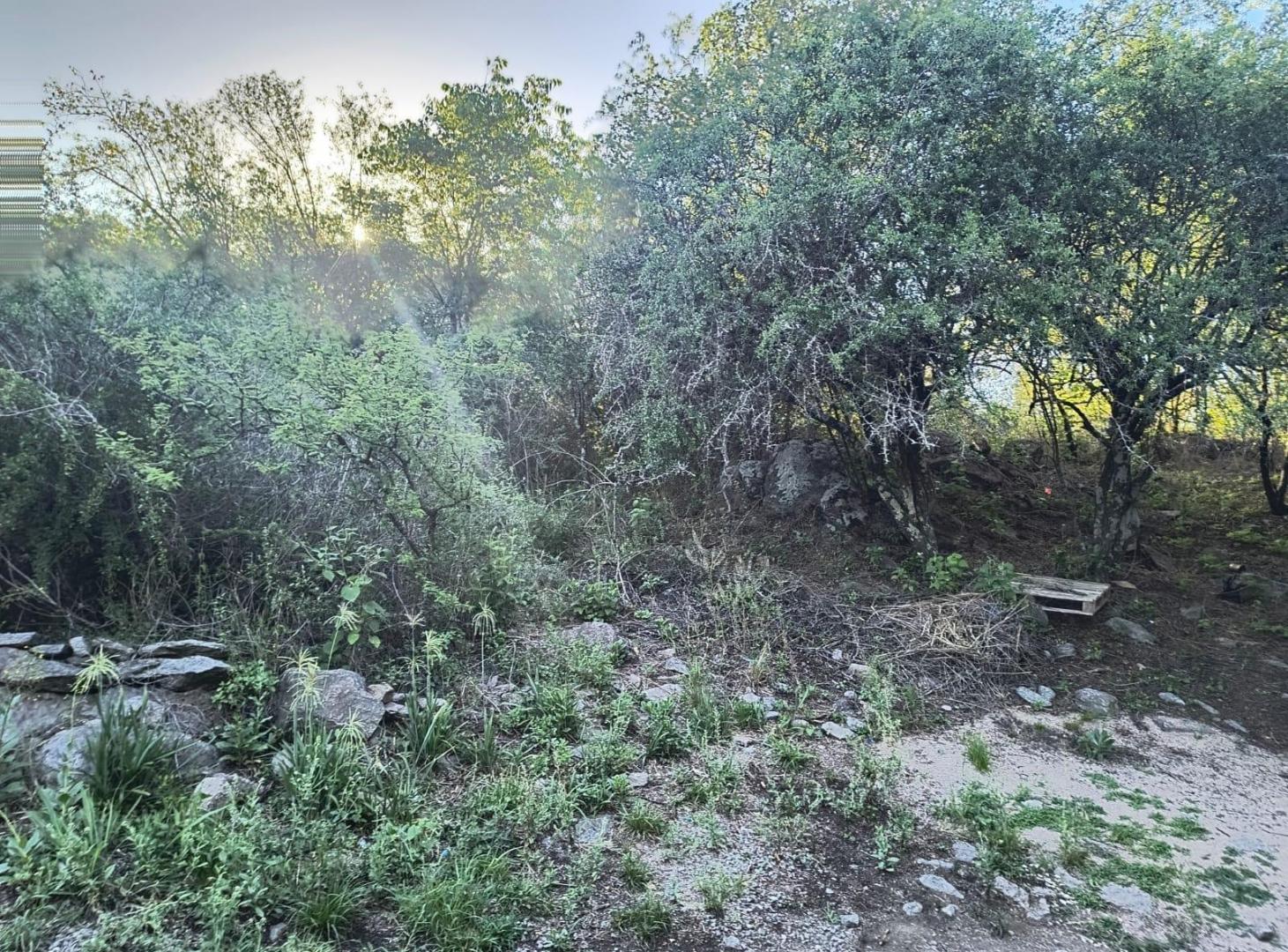 Foto de Acacias, imagen 2