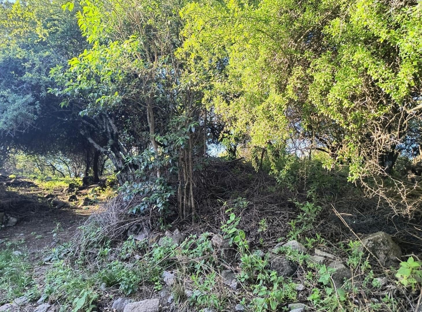 Foto de Acacias, imagen 3