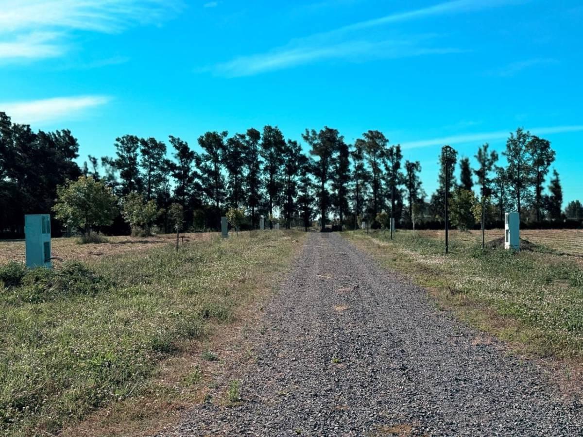 Foto de LOTES EN VENTA, LOS PINARES, ARANA 637 Y 31, imagen 3