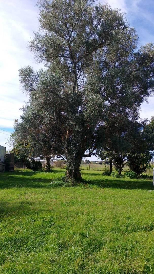 Foto de CALLE 630 Y 135 | VENTA LOTE Barrio Aires de Arana, imagen 3